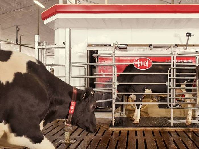 Valutazione dell'uso del robot di mungitura