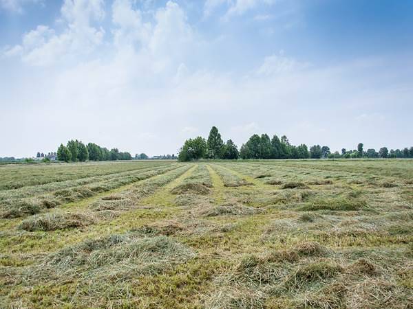Grana Padano da fieno per trovare nuovi spazi - Le strategie di San Pietro