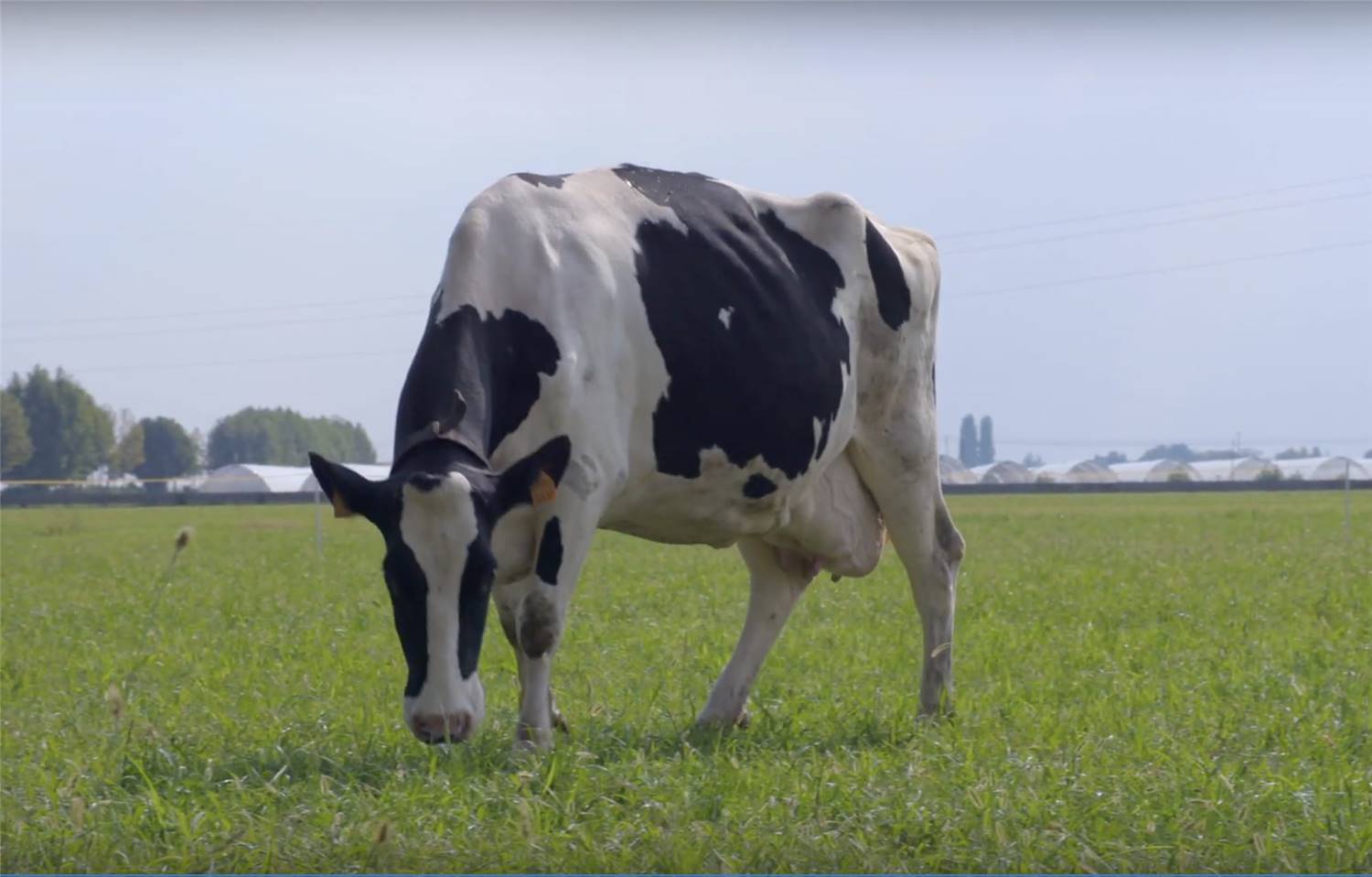 Grana Padano DOP selezione da fieno