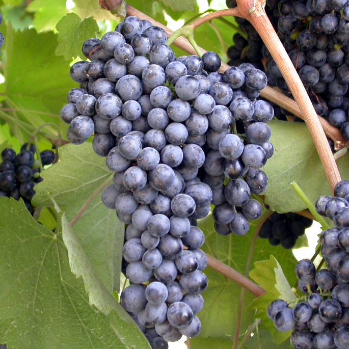 Grape variety