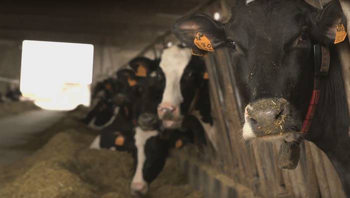 Latteria San Pietro a Unomattina 10.6.16