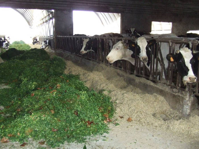 San Pietro sostenibile