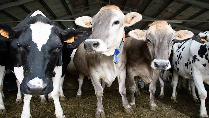 L'eccellenza della filiera a partire dal benessere animale