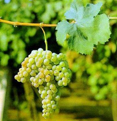Grape variety